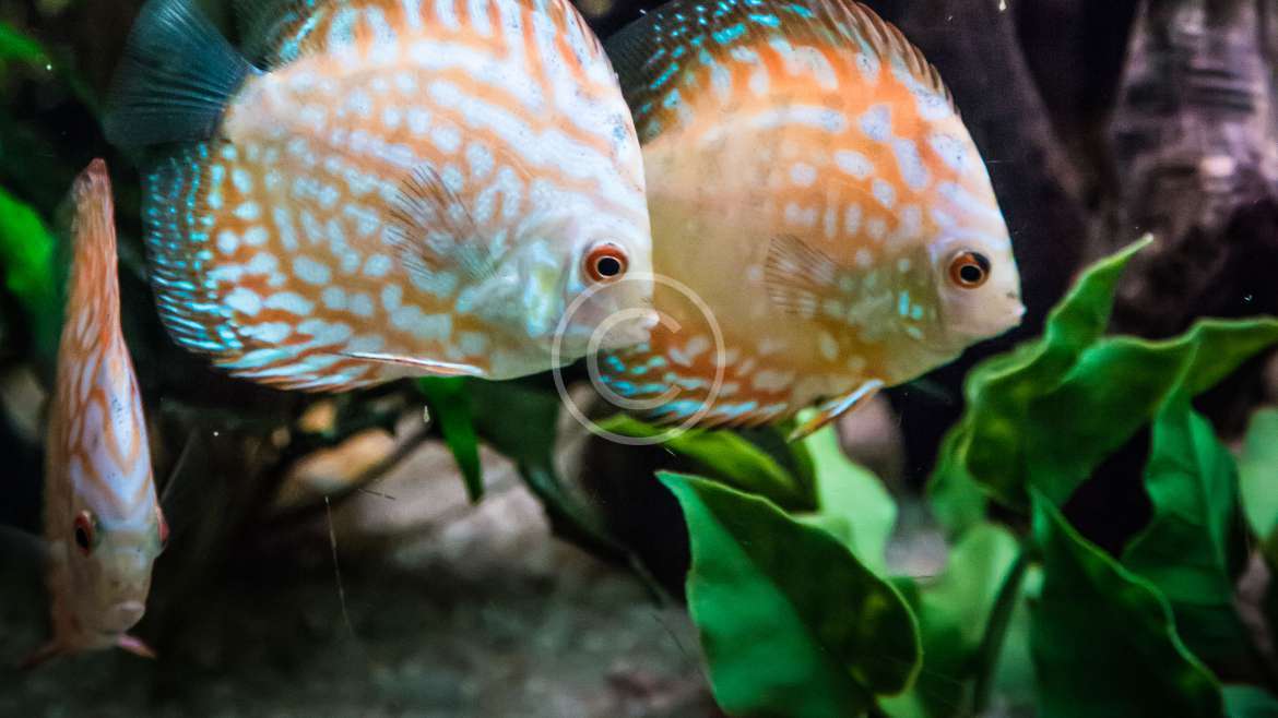 Ornamental Fish