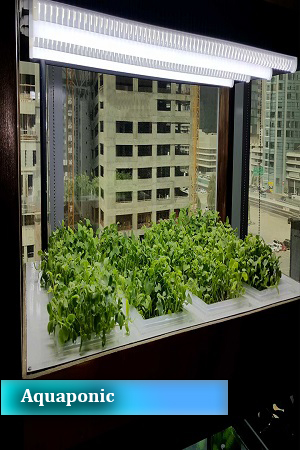 aquaponics