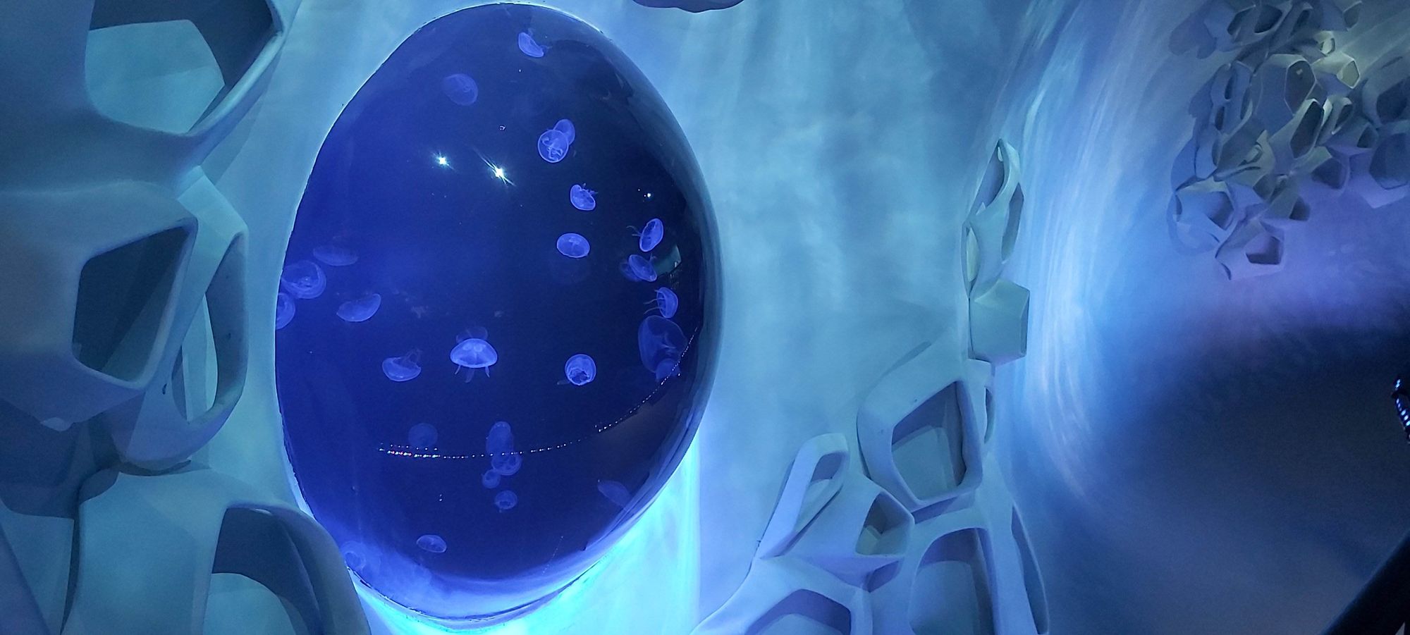 Expo 2020 Dubai Aquariums: Water Wonders’ Work at the Terra Sustainability Pavilion 2 Kreisel jellyfish display tank with a rounded viewing window at the Terra Sustainability Pavilion, Expo 2020 Dubai