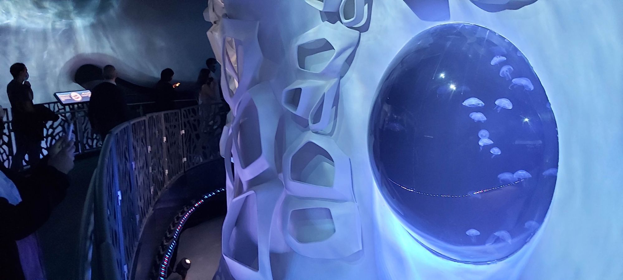 Expo 2020 Jellyfish Tank: A Custom Kreisel Display for the Terra Sustainability Pavilion 2 Jellyfish drifting in a lit Kreisel tank seen through a rounded window at Expo 2020 Dubai