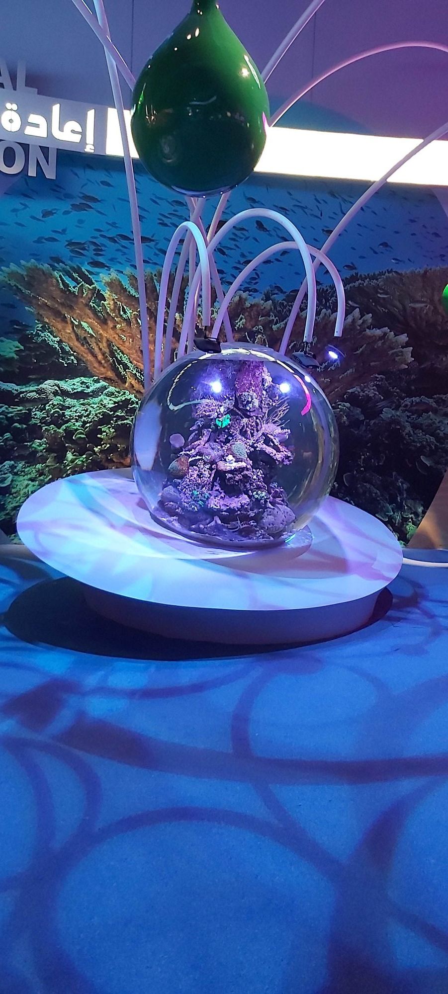 Spherical Live Coral Tank at Expo 2020 Dubai: Engineering a Living Reef for the Terra Pavilion 9 Spherical live coral tank under actinic LED lighting in front of a reef photograph at the Terra pavilion