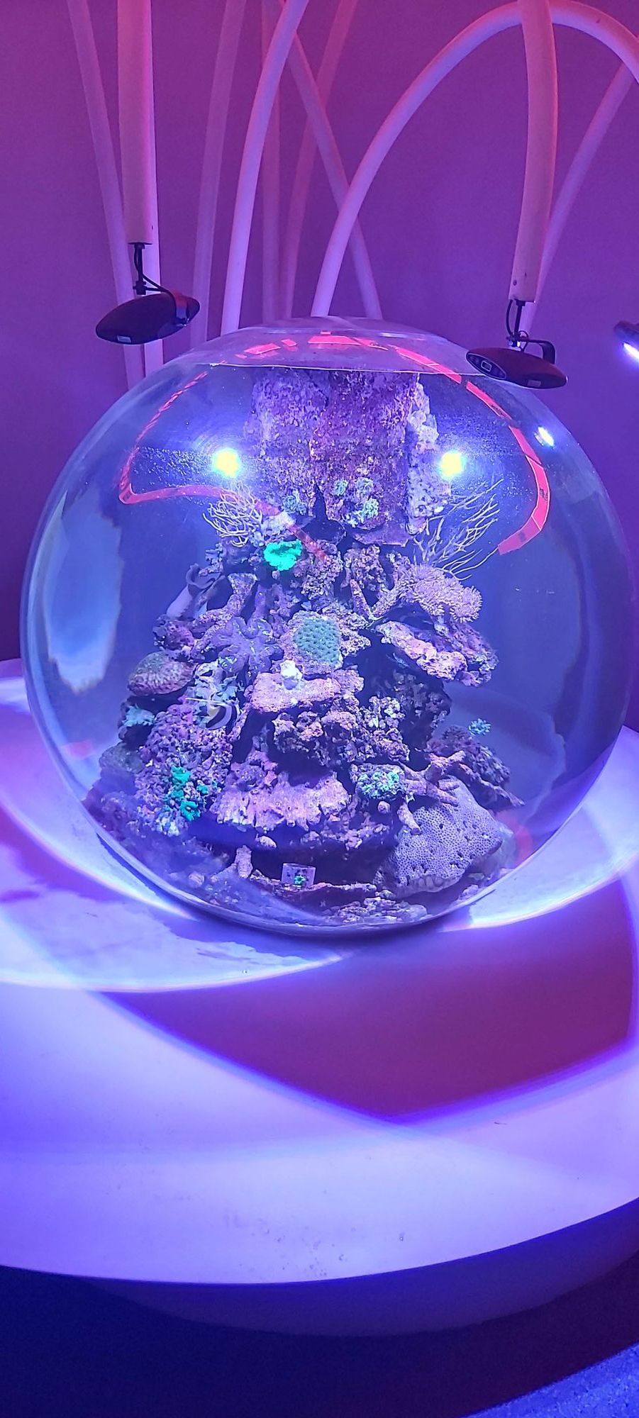 Spherical Live Coral Tank at Expo 2020 Dubai: Engineering a Living Reef for the Terra Pavilion 8 Close view of live coral and reef rockwork inside the 1,500 mm spherical tank under LED lighting