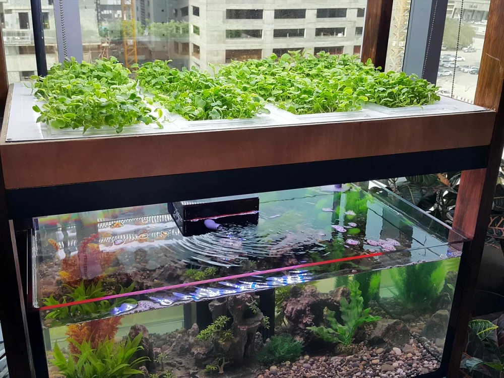 Aquaponics for Schools & CSR Projects in the UAE 2 Aquaponics tray above a fish tank with city views