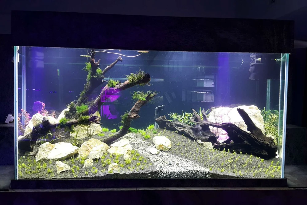 7 Best Aquarium Fish for Dubai Homes (2026 Guide) 1 Aquascaped freshwater aquarium with driftwood and stones