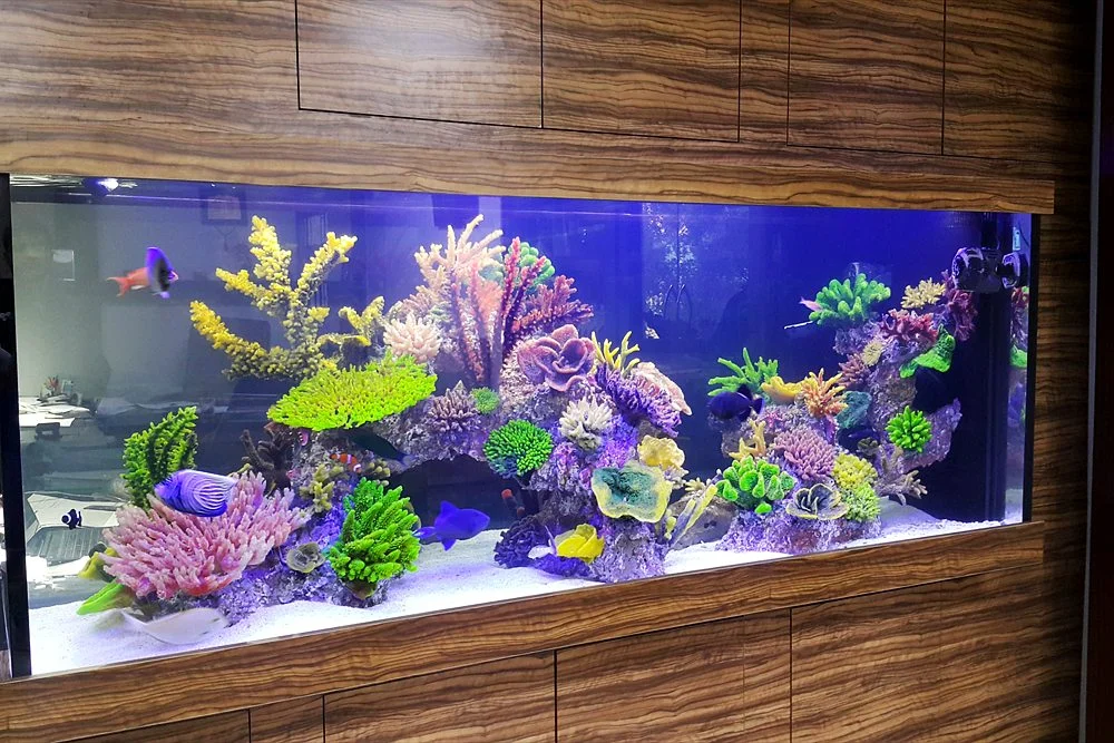Cloudy or Green Aquarium Water: Causes and Fixes 2 Clear, healthy reef water in a long aquarium