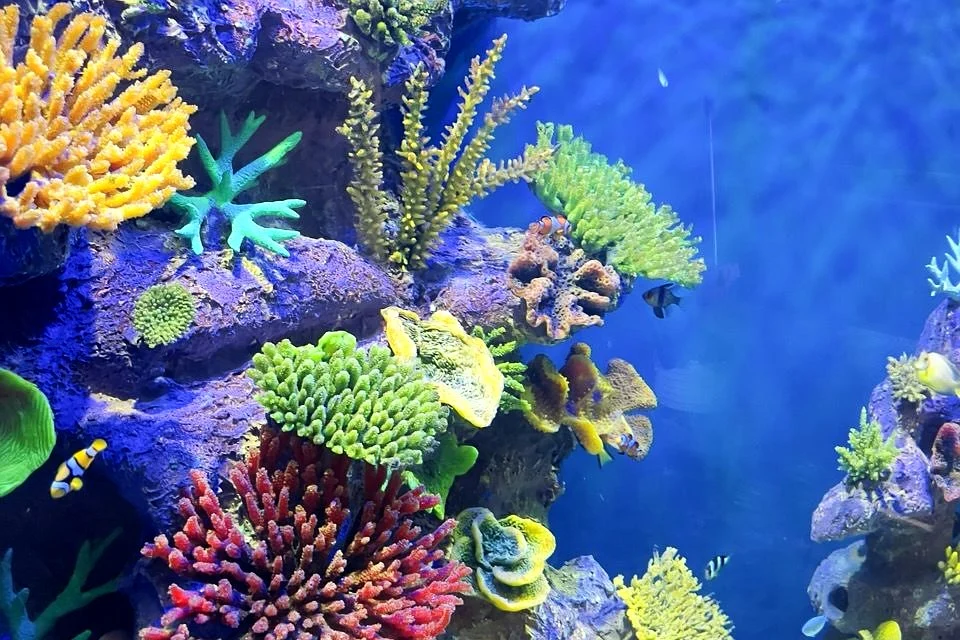Aquarium Maintenance Cost in Dubai: Plans, Visit Checklist and Frequency 2 Close-up of healthy corals in a marine aquarium