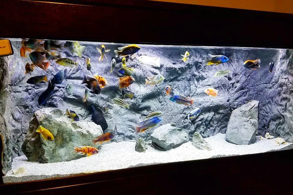 7 Best Aquarium Fish for Dubai Homes (2026 Guide) 2 Colourful cichlids in a rock-wall freshwater aquarium