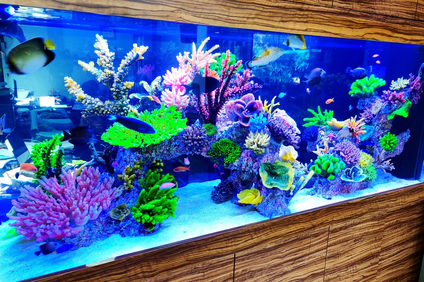 Colourful saltwater reef aquarium