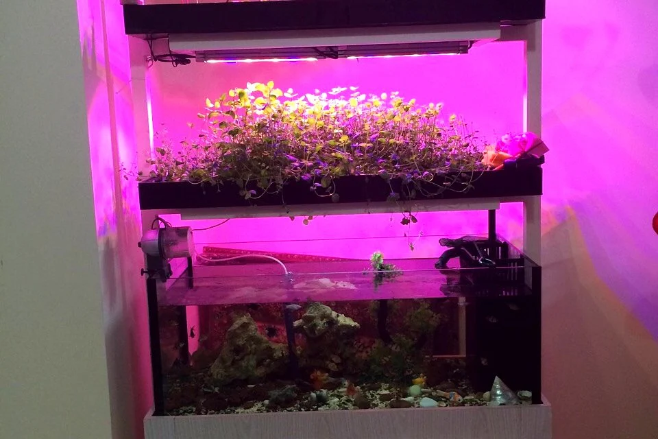 Compact aquaponics unit with grow lights above a fish tank