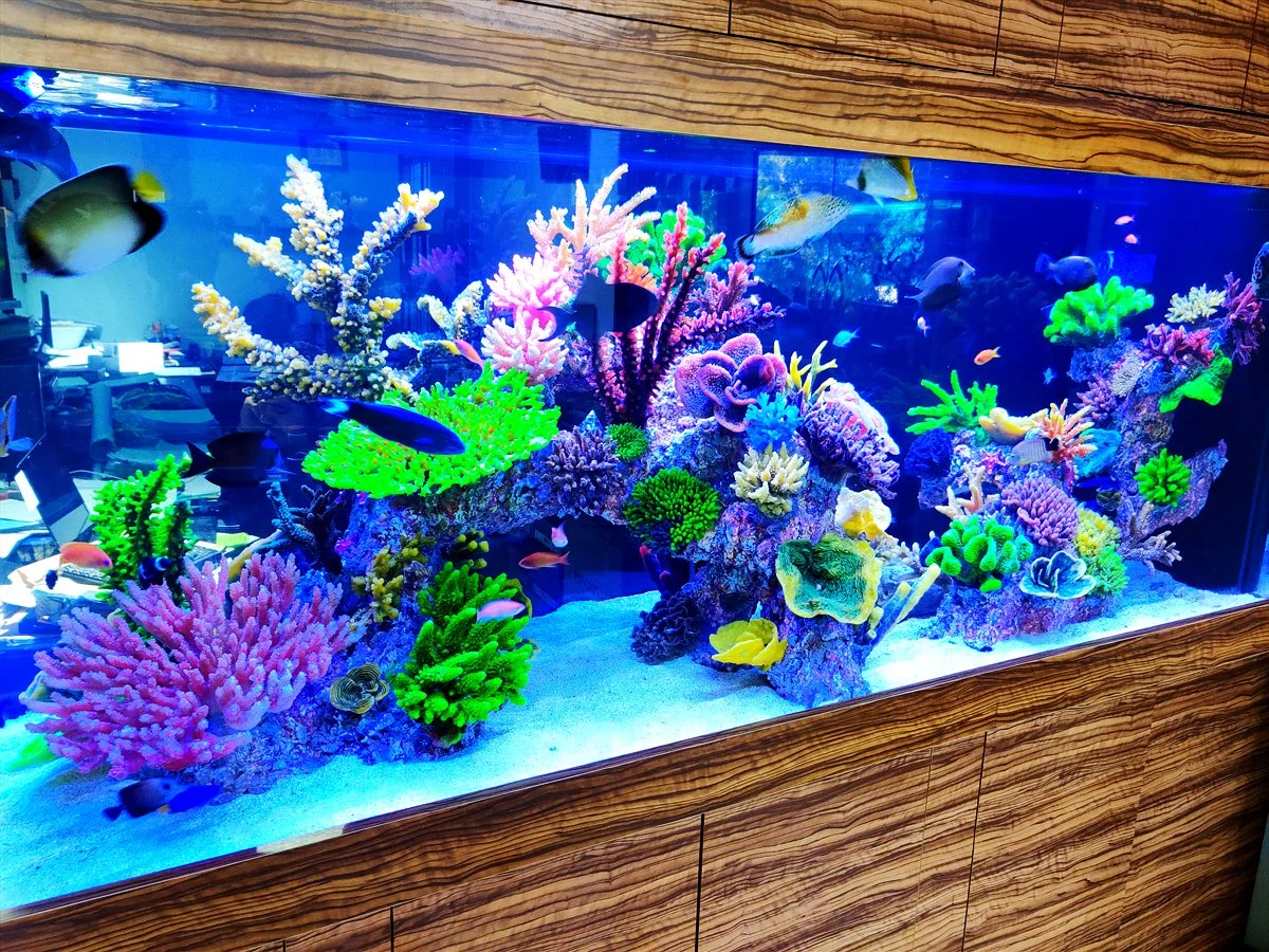 Coral reef aquarium with timber cabinet