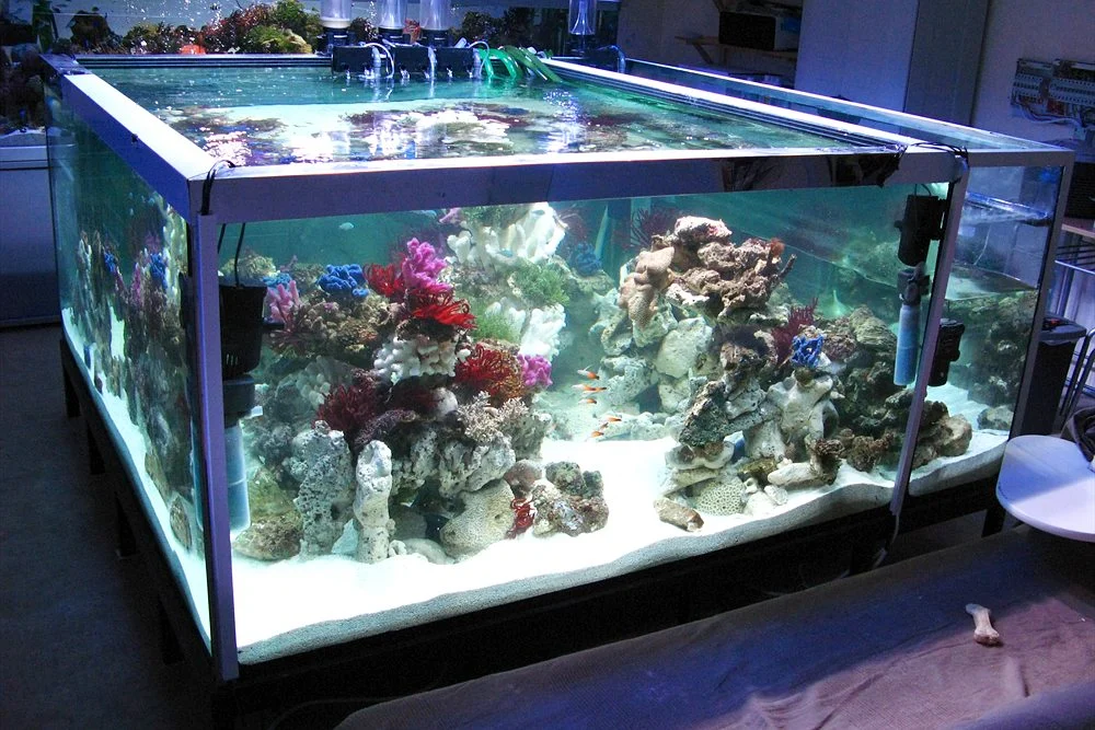 Aquarium Life Support Systems: Sumps, Filtration, UV and Cooling Explained 1 Corner view of a large reef tank in a technical room