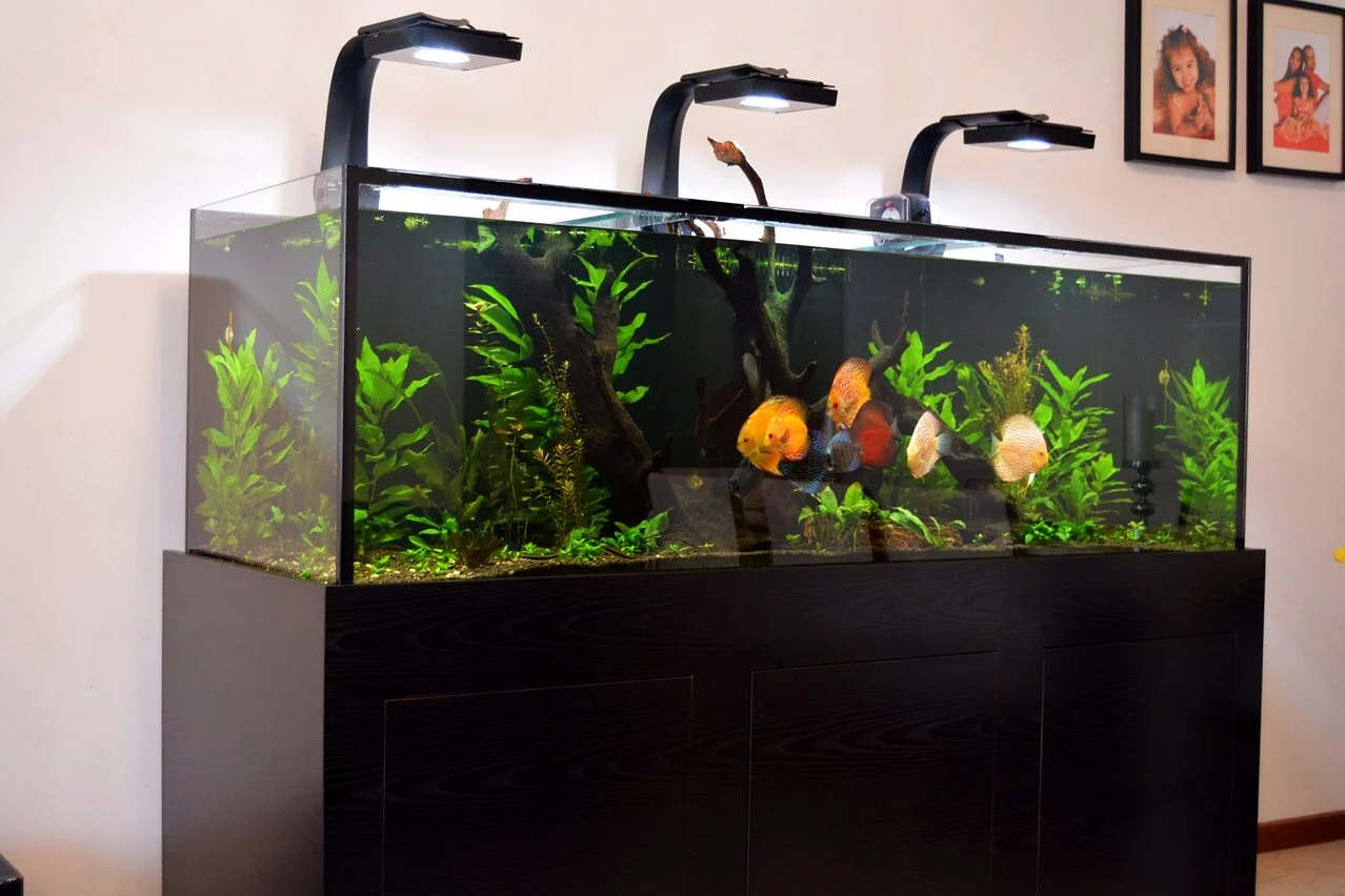 Discus fish in a planted freshwater aquarium on a dark cabinet