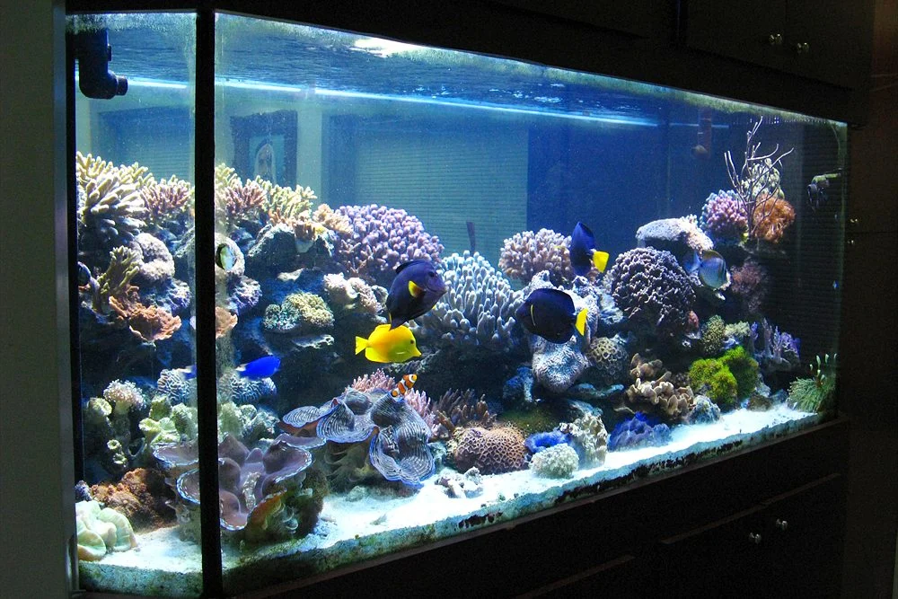 Large Fish for Big Aquariums: Arowana, Stingrays, Discus and What They Need 2 Fish-only reef aquarium in a dark cabinet