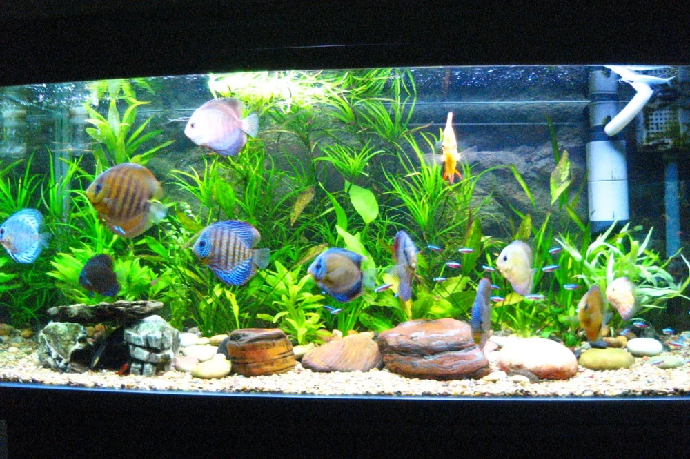 Saltwater vs Freshwater Aquarium: Best Choice for Dubai Homes? 1 Freshwater aquarium planted with discus