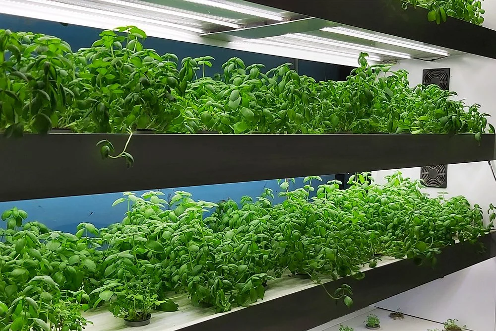 Green Wall Cost in Dubai: What Decides the Price of an Indoor Living Wall 1 Herb shelves under LED grow lights indoors