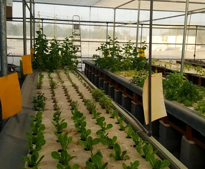 Aquaponics vs Hydroponics in Desert Climates 2 Hydroponic lettuce beds inside a UAE greenhouse