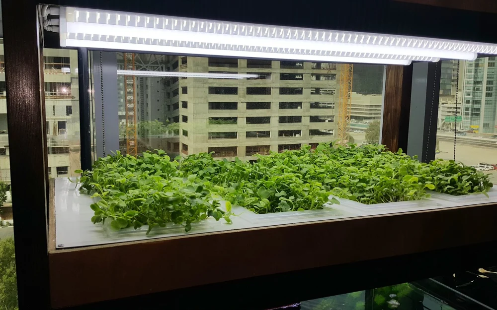 Aquaponics vs Hydroponics in Desert Climates 1 Indoor aquaponics rack growing leafy greens above a fish tank