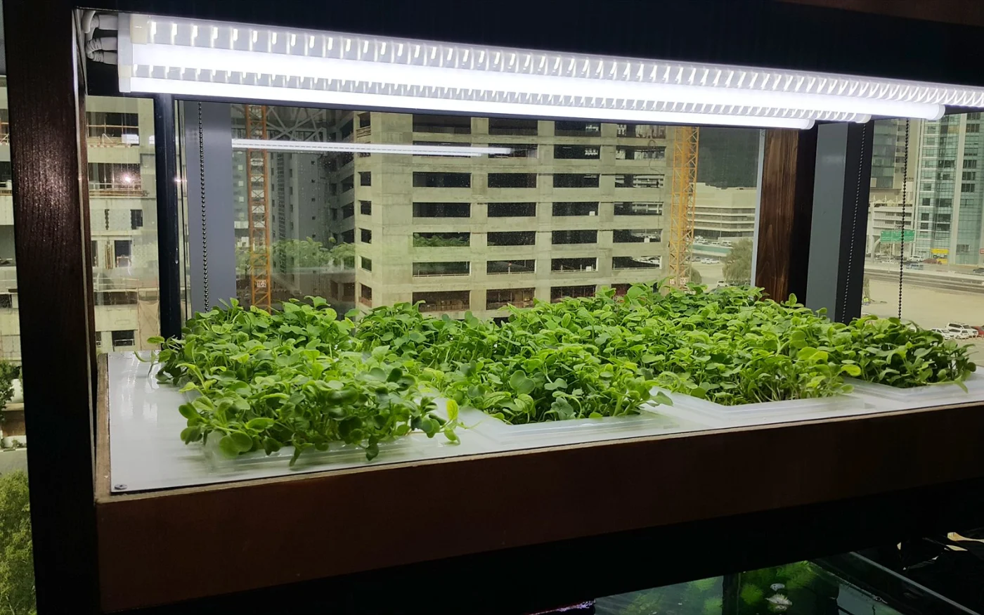 Indoor aquaponics rack growing leafy greens above a fish tank