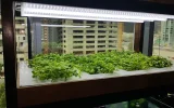 Aquaponic and hydroponic systems