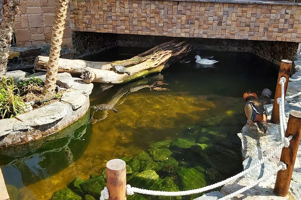 Koi Pond Filter Systems: Bottom Drains, Drum Filters, Bio Media and UV 2 Koi pond beside a wooden bridge with natural filtration planting
