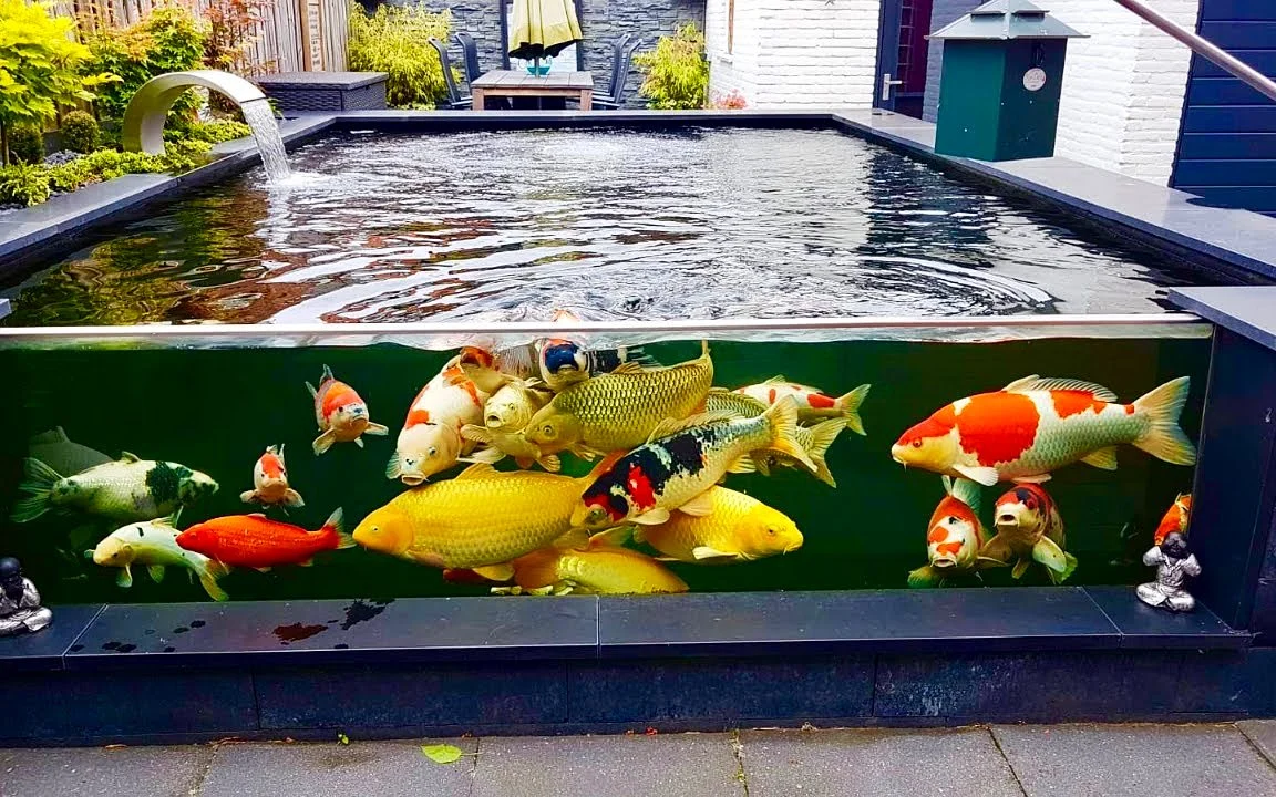 Koi pond with an acrylic viewing window