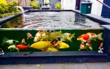 Koi pond design and construction