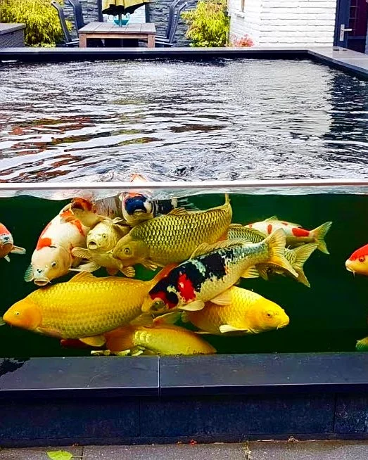 Buying Koi in the UAE: Varieties, Quarantine & Health 1 Koi swimming behind an acrylic pond window