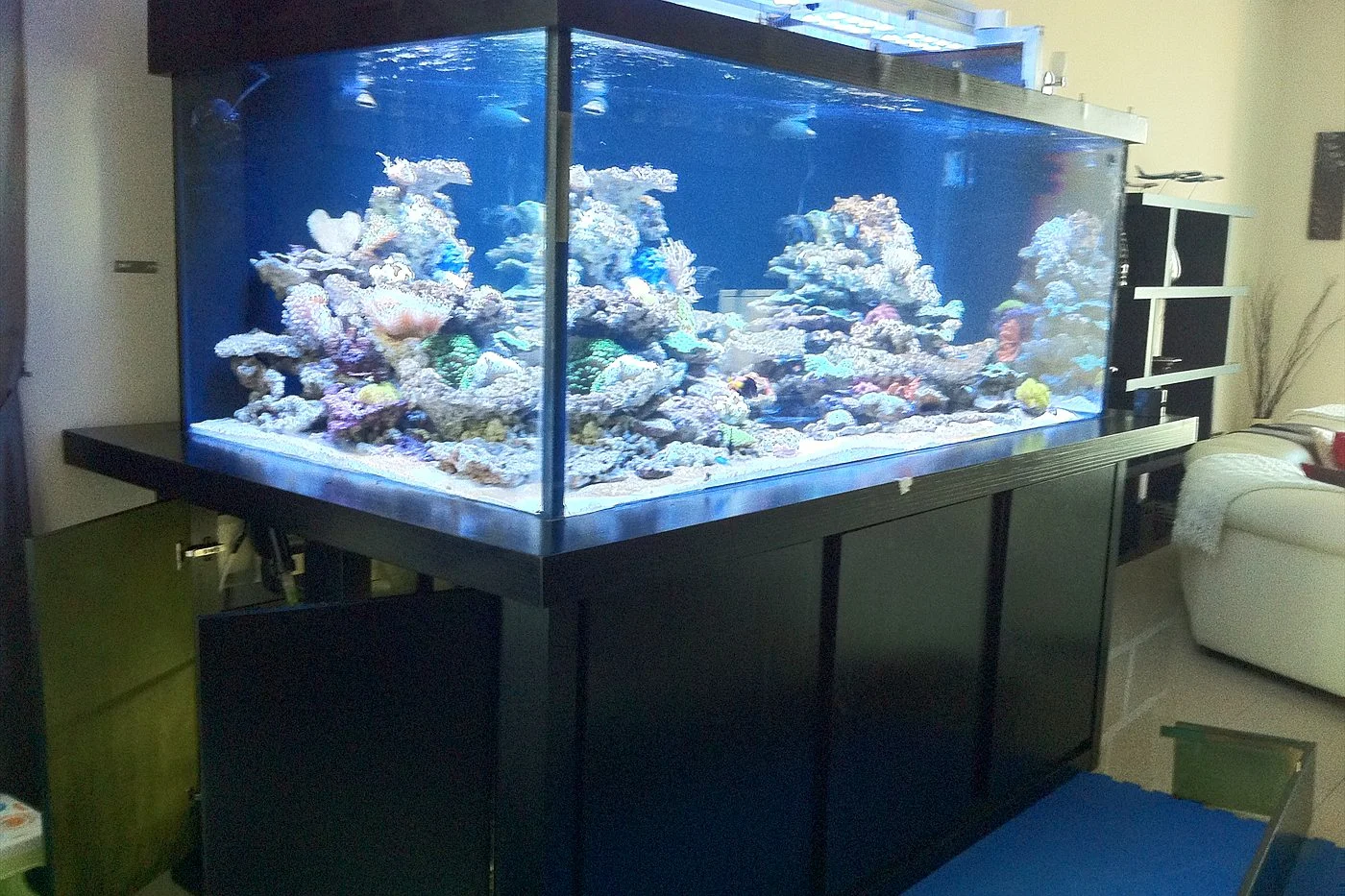 Large open-top reef aquarium in a living room