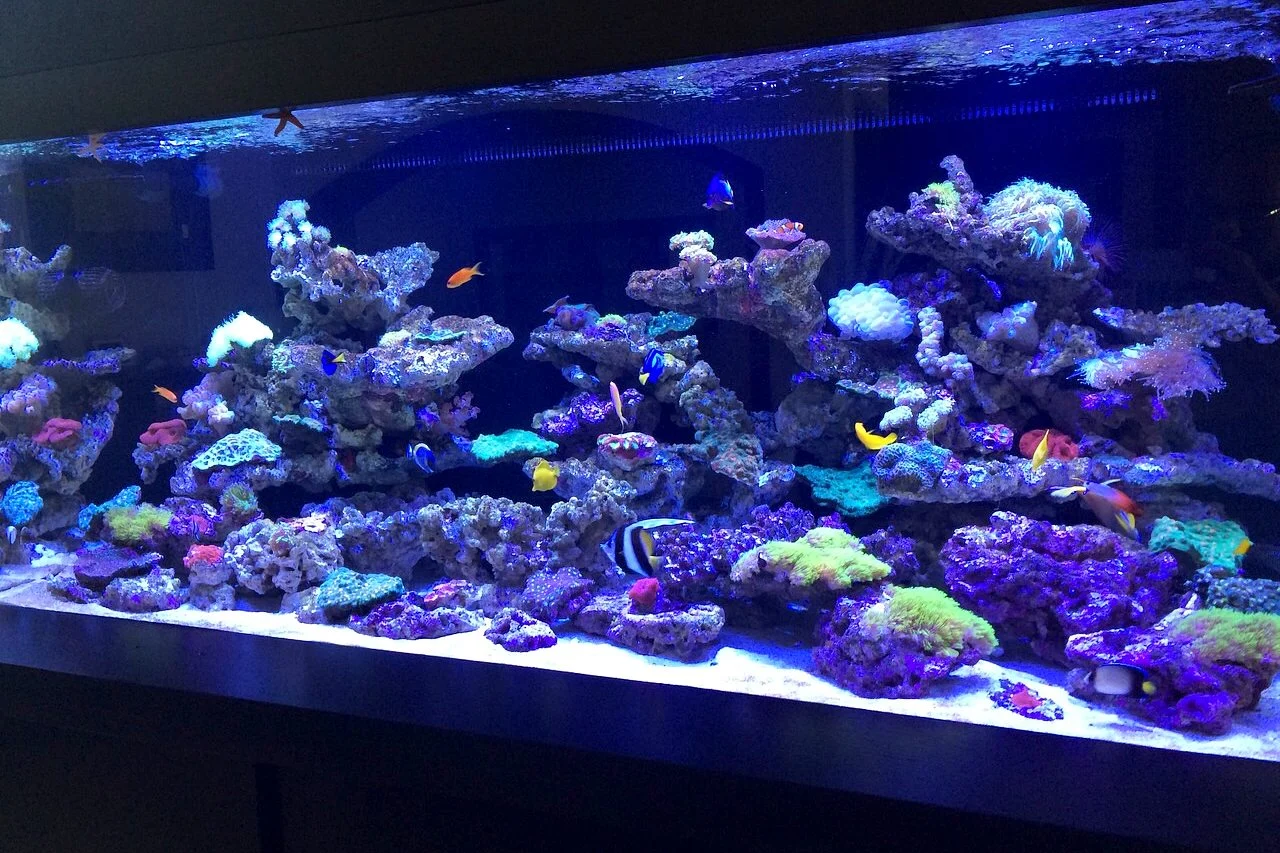 Large reef aquarium with colourful fish and corals