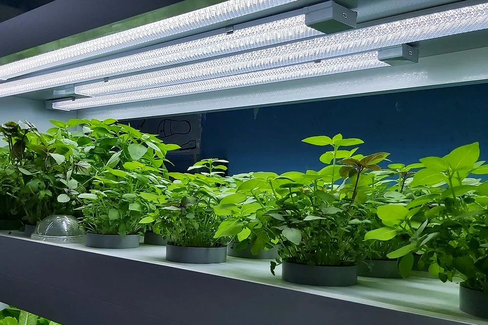 Green Wall Cost in Dubai: What Decides the Price of an Indoor Living Wall 2 Leafy greens growing on a white hydroponic shelf