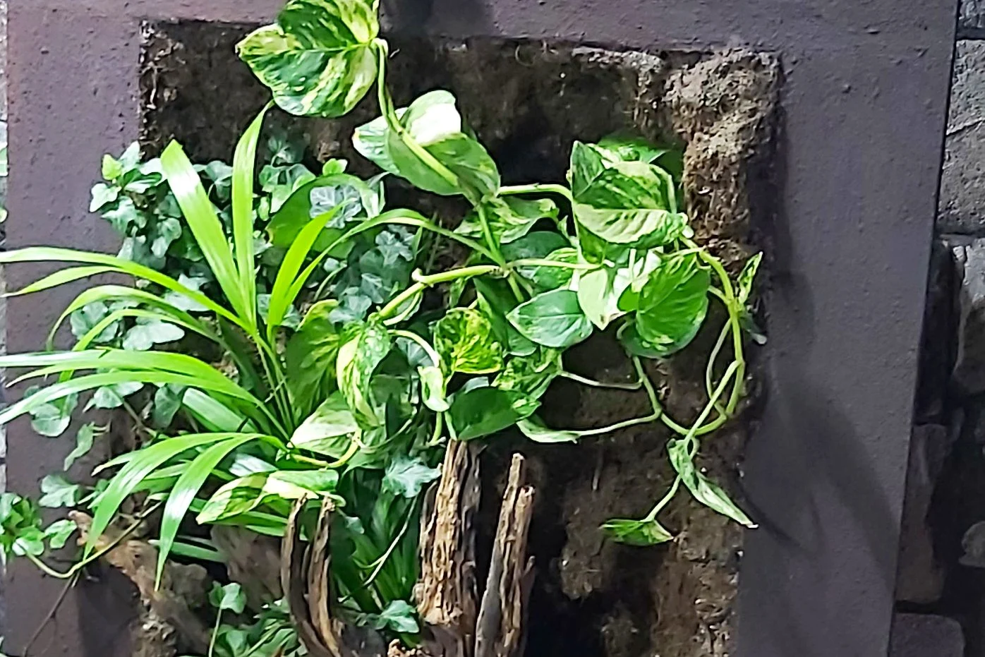 Living wall planter with driftwood and tropical plants on a stone wall