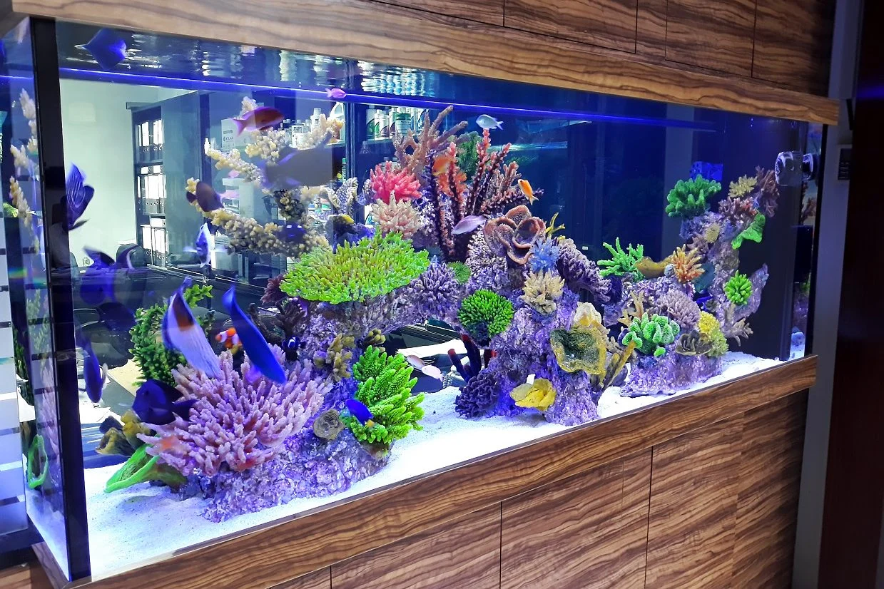 Marine reef aquarium in a timber wall