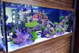 Saltwater vs freshwater aquarium