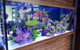 Custom aquarium design in Dubai