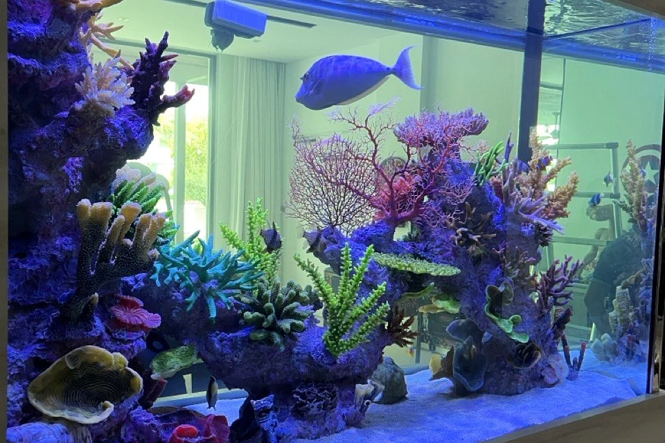 Reef aquarium with large coral colonies and clean glass