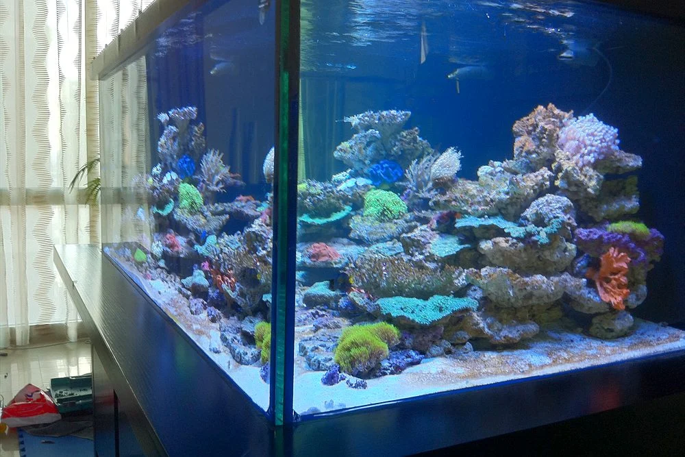 Aquarium Chiller in the UAE: Sizing, Placement and Power-Cut Planning 1 Reef tank with stable water conditions in a bright room