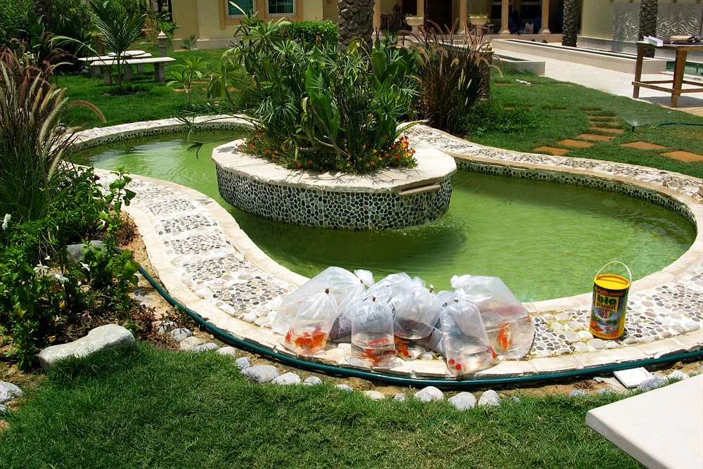 Koi Pond Cost in Dubai: Build Price and Running Costs 2 Round koi pond with a planted centre island and stone edging