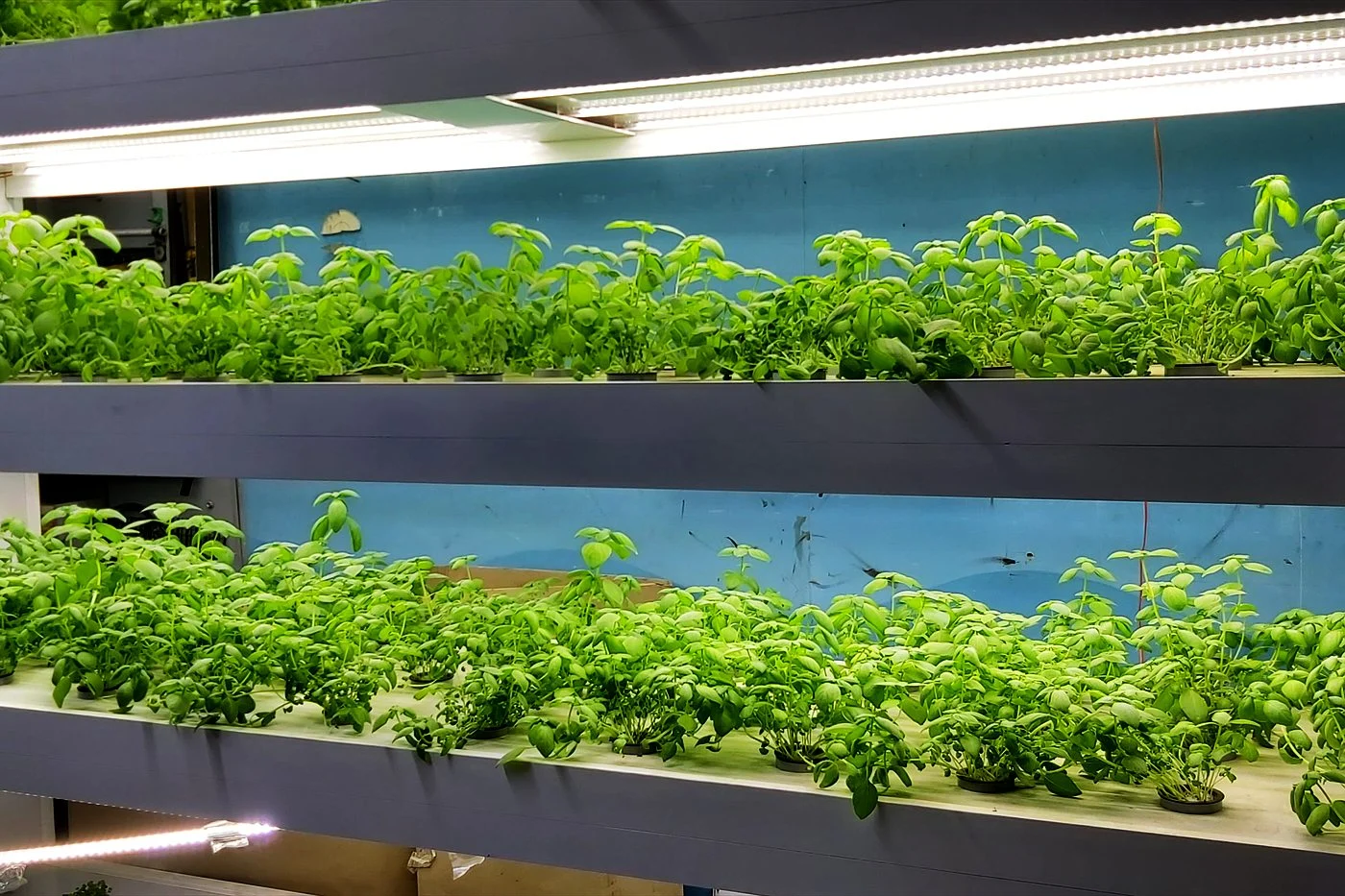 Rows of fresh basil growing on a lit vertical rack