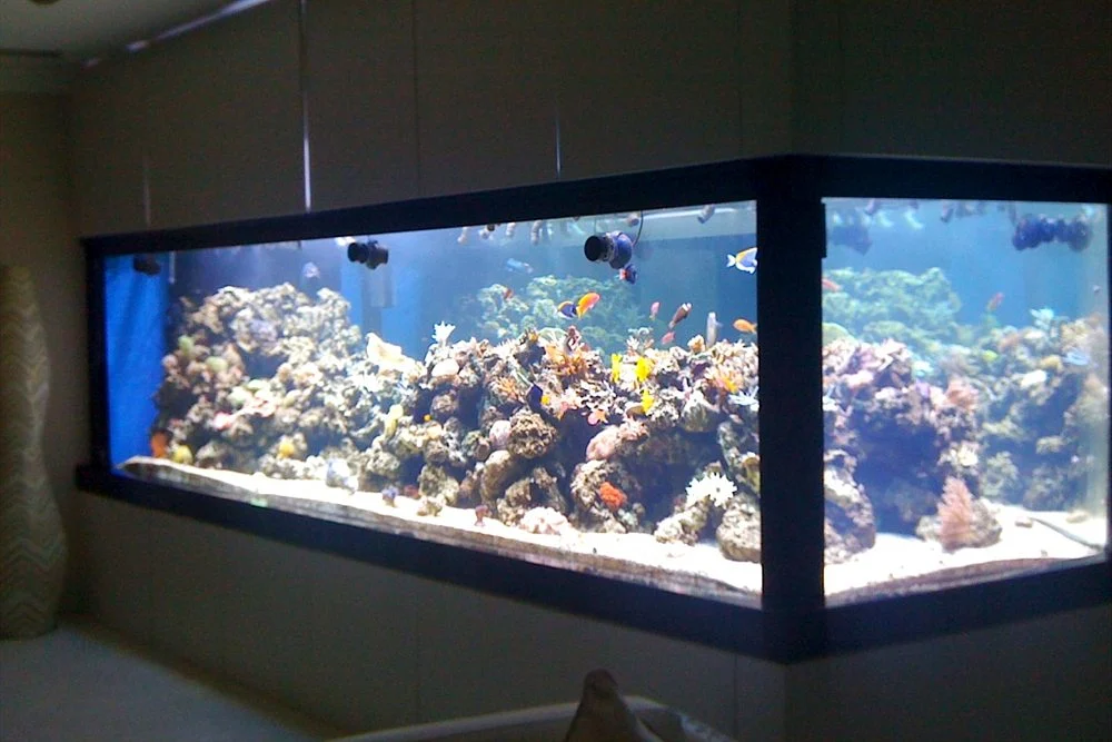 Large Fish for Big Aquariums: Arowana, Stingrays, Discus and What They Need 1 Spacious marine aquarium in a villa living room