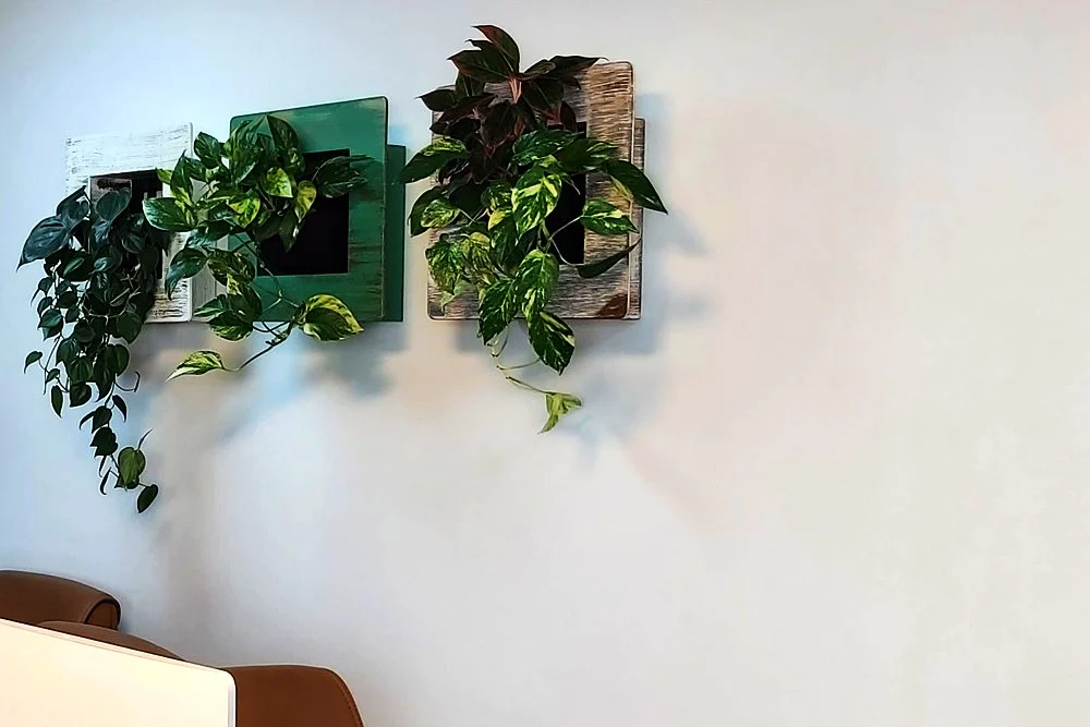 Living Wall vs Moss Wall vs Artificial Green Wall: Which Should You Choose? 1 Trailing plant panels beside a fish tank in an office
