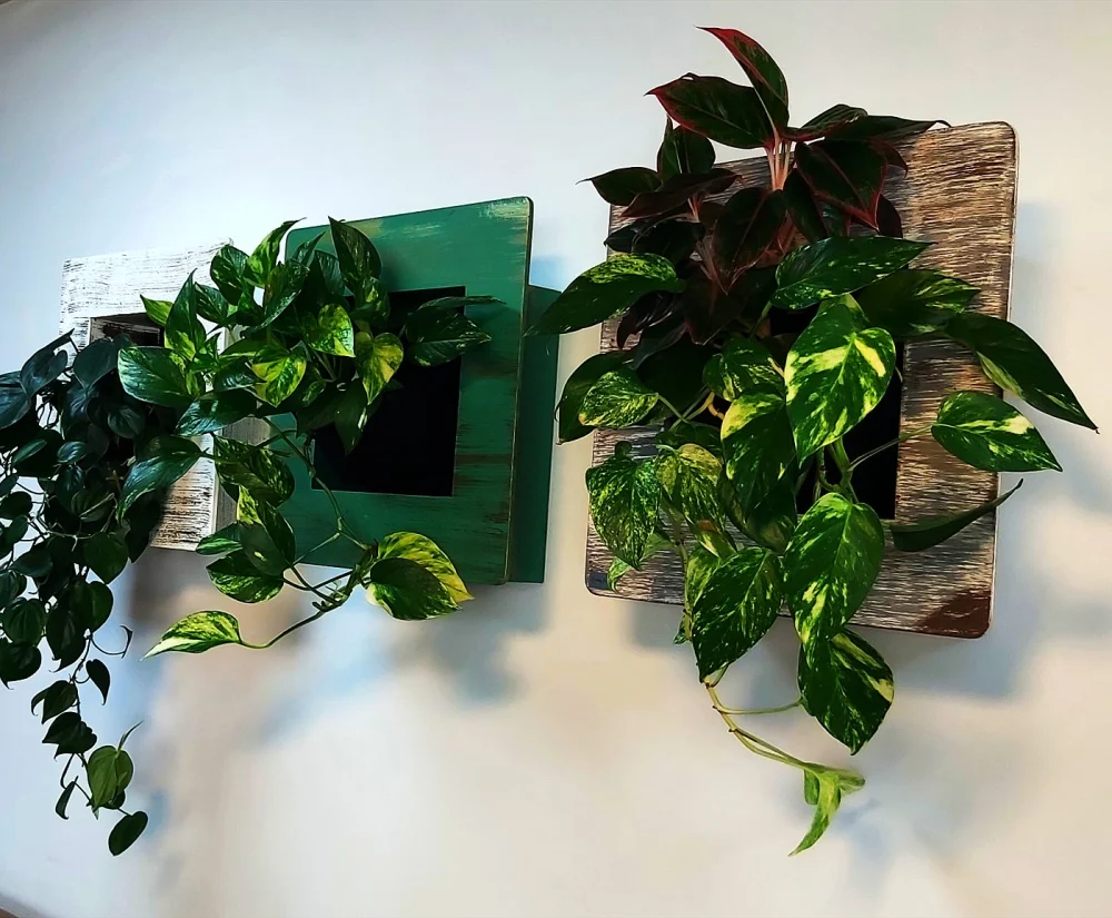 Green Wall Maintenance in the UAE: Monthly Care Guide 1 Trailing plant panels on an office wall in Dubai