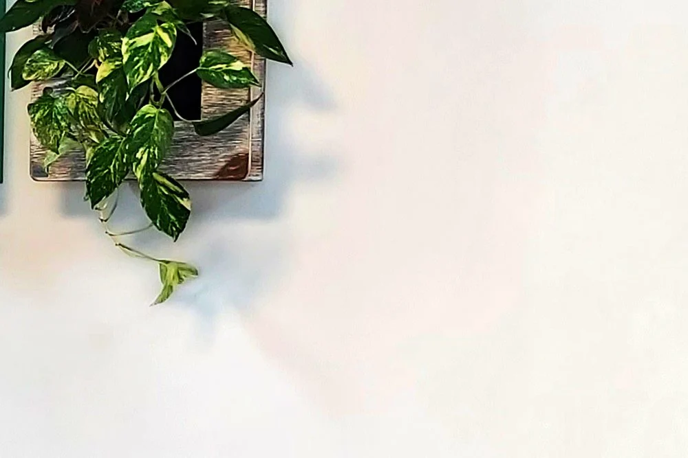 Best Plants for Indoor Living Walls in the UAE 2 Trailing pothos panels on an office wall beside a fish tank