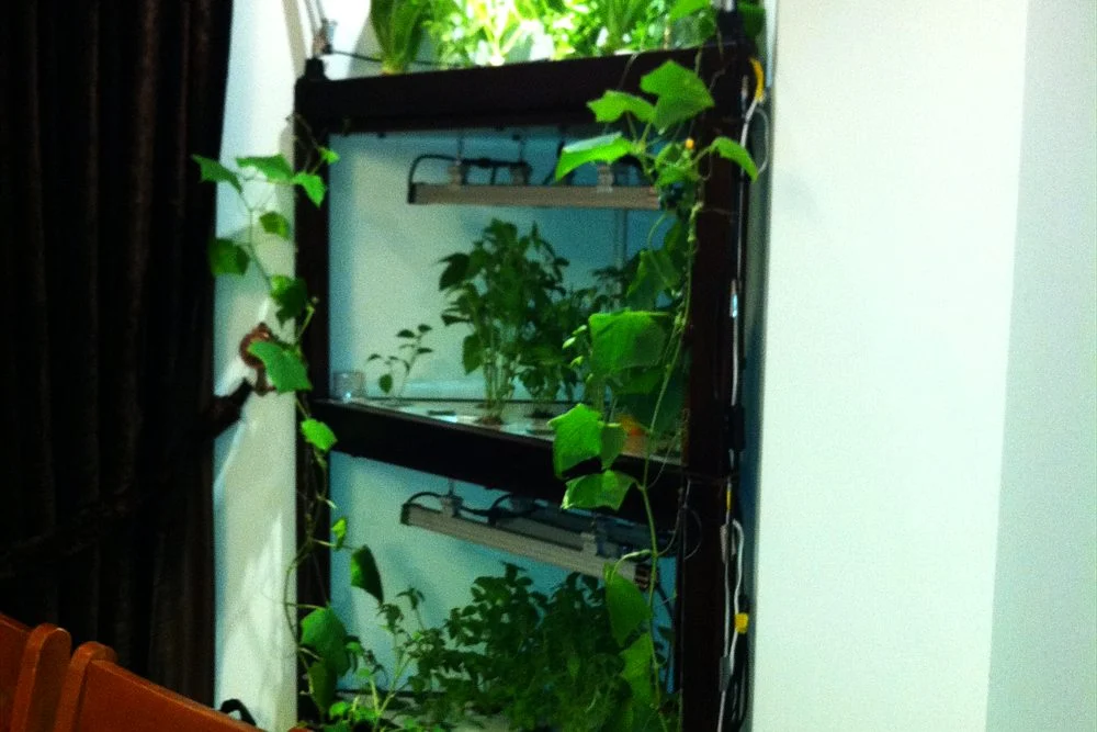 Aquaponics in the UAE: How Systems Work and What They Cost 1 Vertical aquaponics rack with climbing plants and herbs