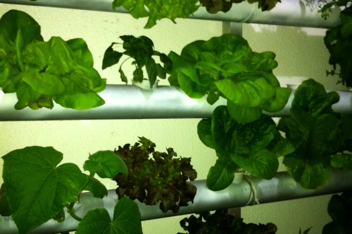 Vertical hydroponic wall growing lettuce in a bright indoor space