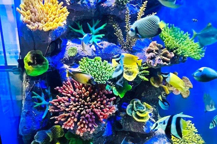 Aquarium Maintenance Cost in Dubai: Plans, Visit Checklist and Frequency 1 Vertical reef aquascape with colourful corals