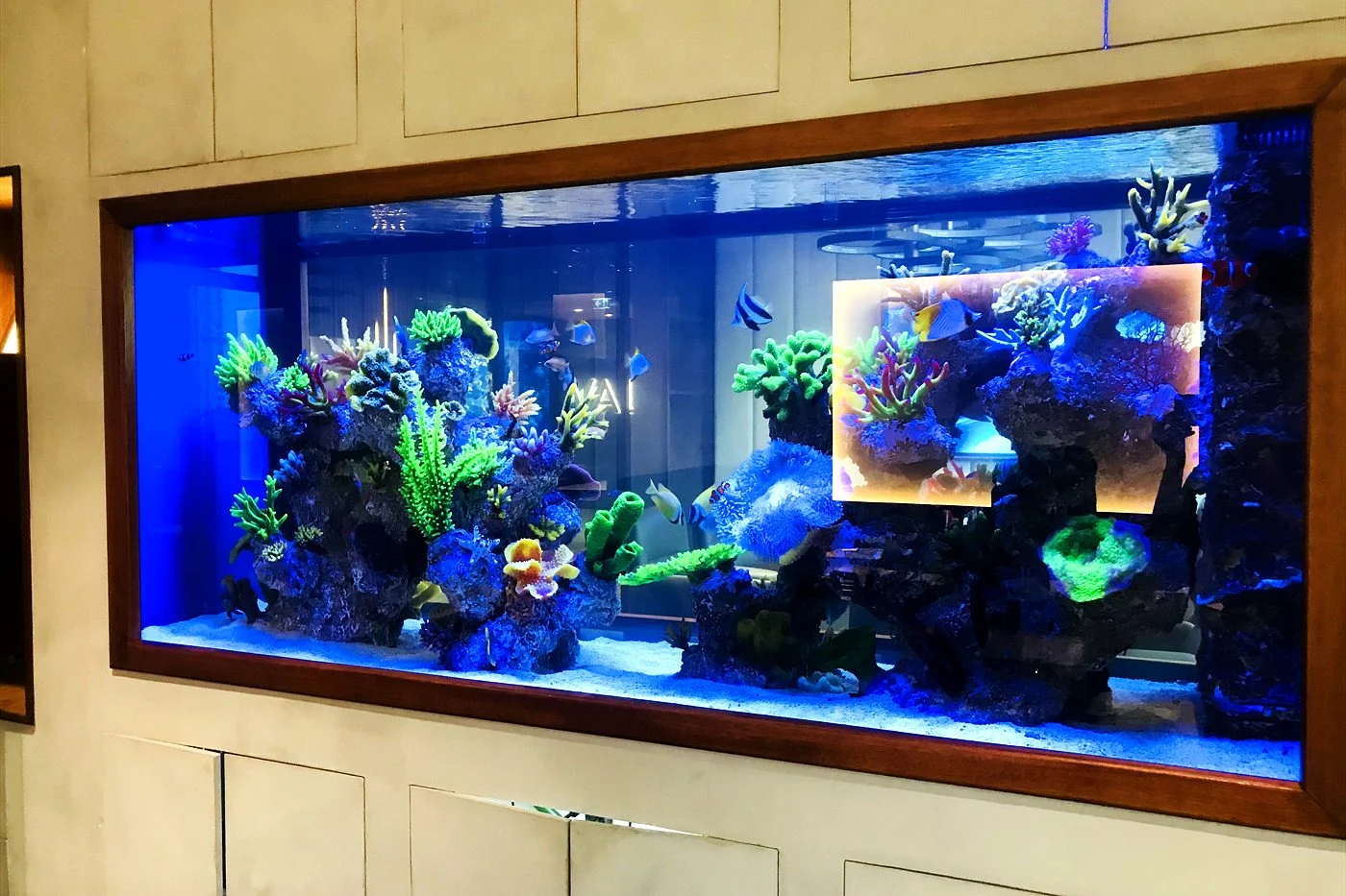 Wall-mounted reef aquarium with a timber frame
